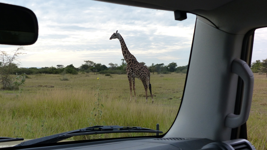 Toyota-FJ-Cruiser-giraf-Afrika
